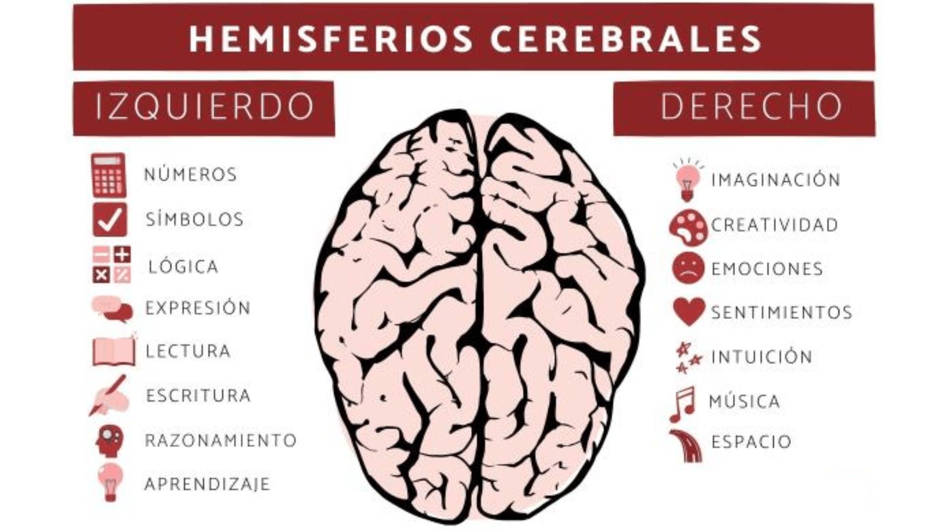 cerebro hemisferios